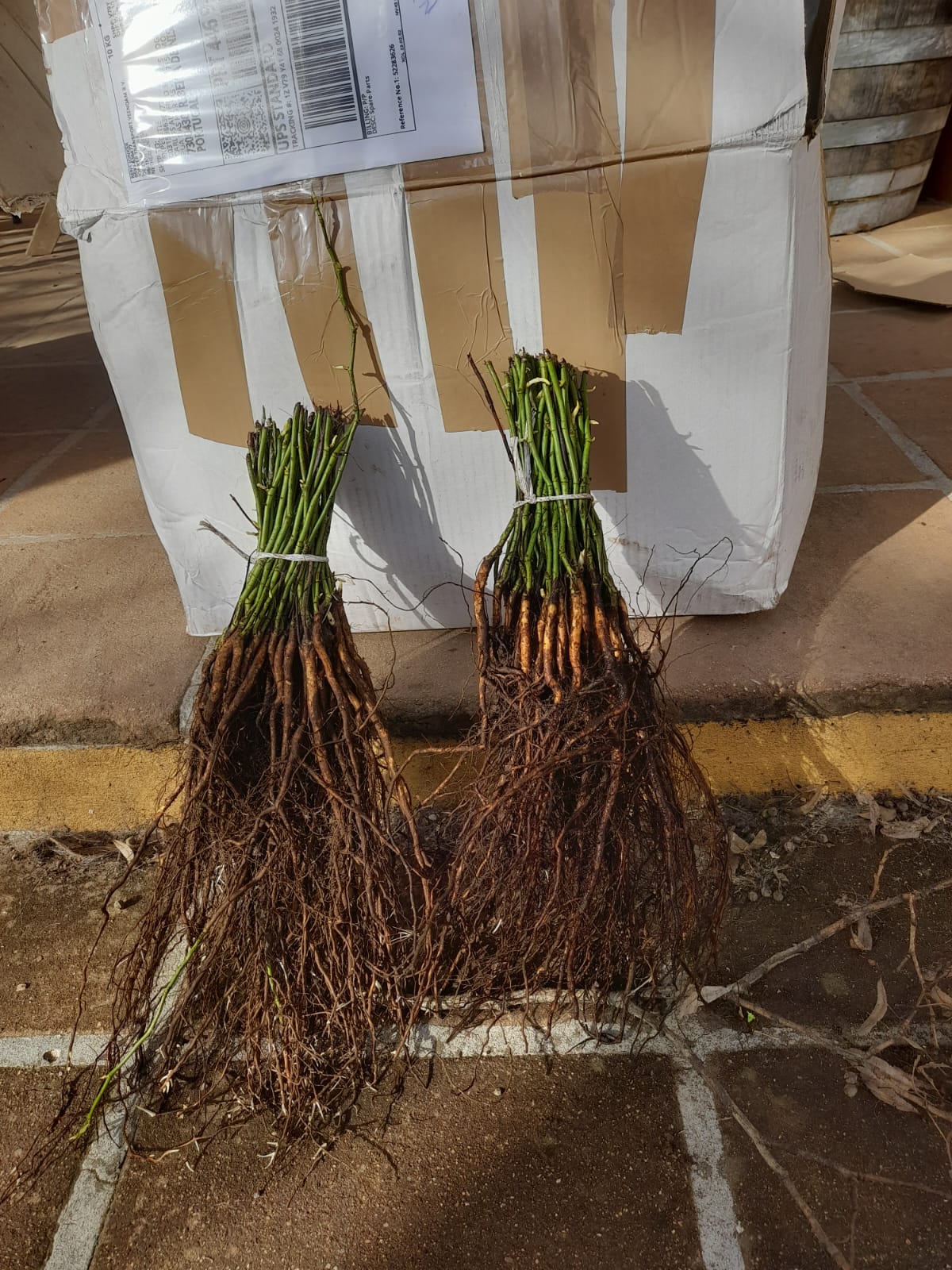 Tentative de greffes de rosiers en Alentejo